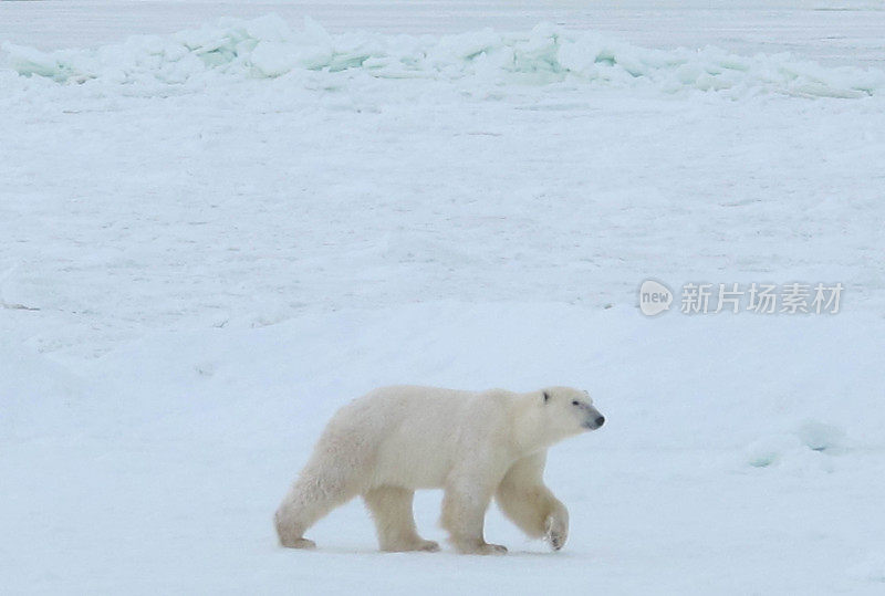 北极熊(ursus maritimus)在海冰上